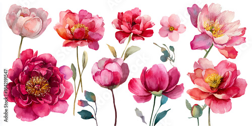 Vibrant watercolor collection of peony flowers in shades of pink and red