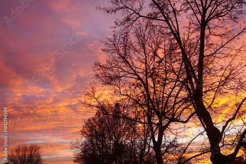 Beautiful colorful sunset through trees