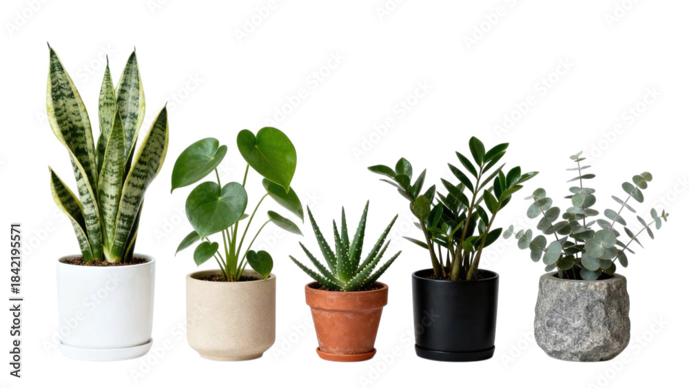 Fototapeta premium Set of indoor green plants in decorative ceramic pots for modern interior design, isolated on white background, natural houseplants for bedroom and living room decor, minimalist botanical collection