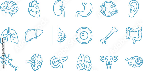 Human organ icons, anatomy vector set, brain, heart, lungs, uterus, pancreas, neuron, medical illustration, blue line symbols