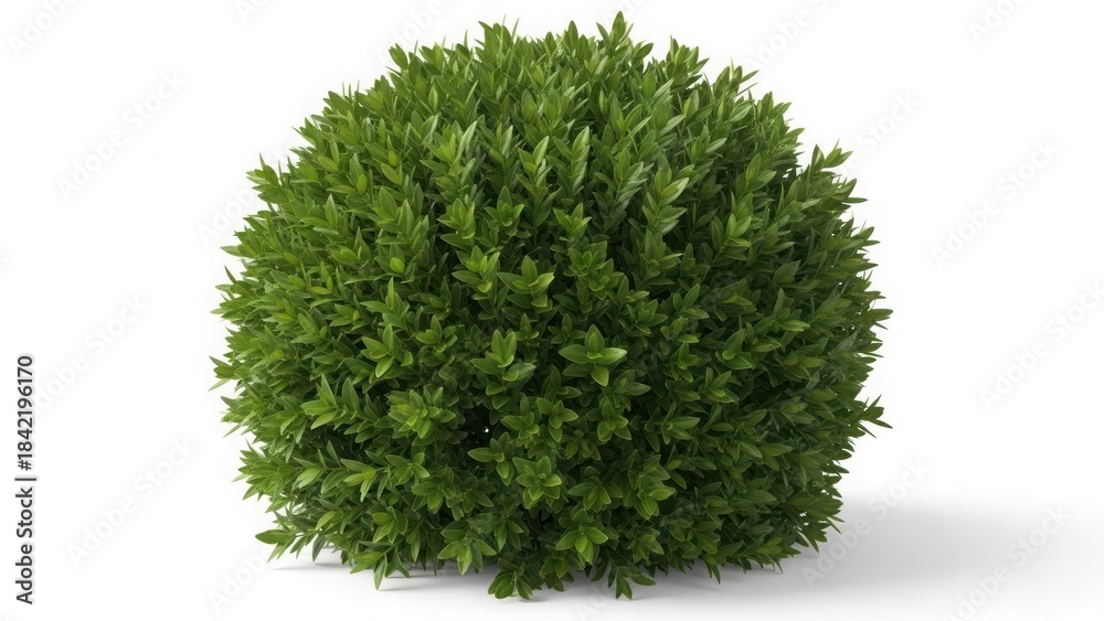 Fototapeta premium A lush green bush with dense foliage isolated on white background for gardening or landscaping use