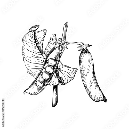 Vector illustration of a sweet, green pea plant with two pods. One open to reveal round peas inside. The hand drawn black and white sketch of plant in a botanical style. The detailed linework.