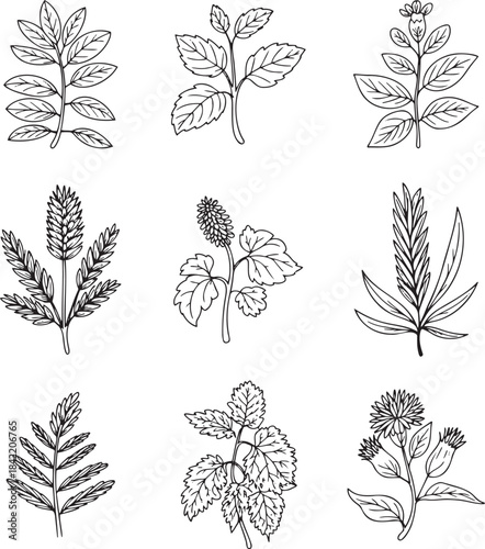 Vintage Engraving Collection: Herbal Plants, Natural Remedies, and Wildflowers