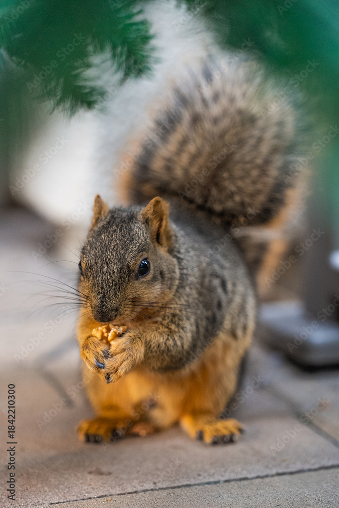 Obraz premium squirrel eating nut