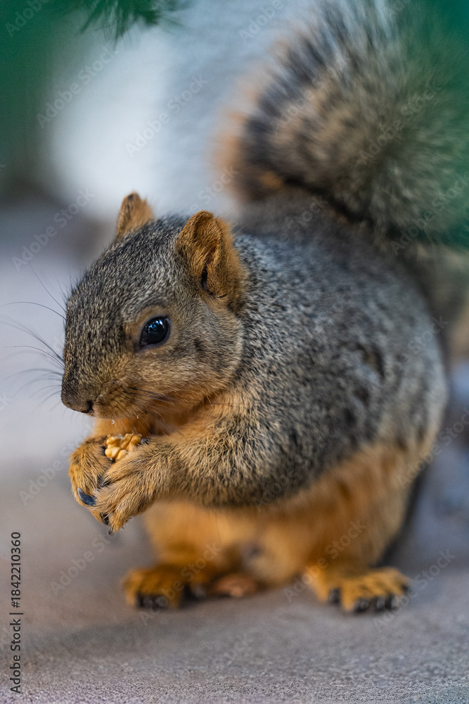 Fototapeta premium squirrel eating nut