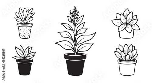 Monochrome plant illustration featuring potted succulents on a white backdrop