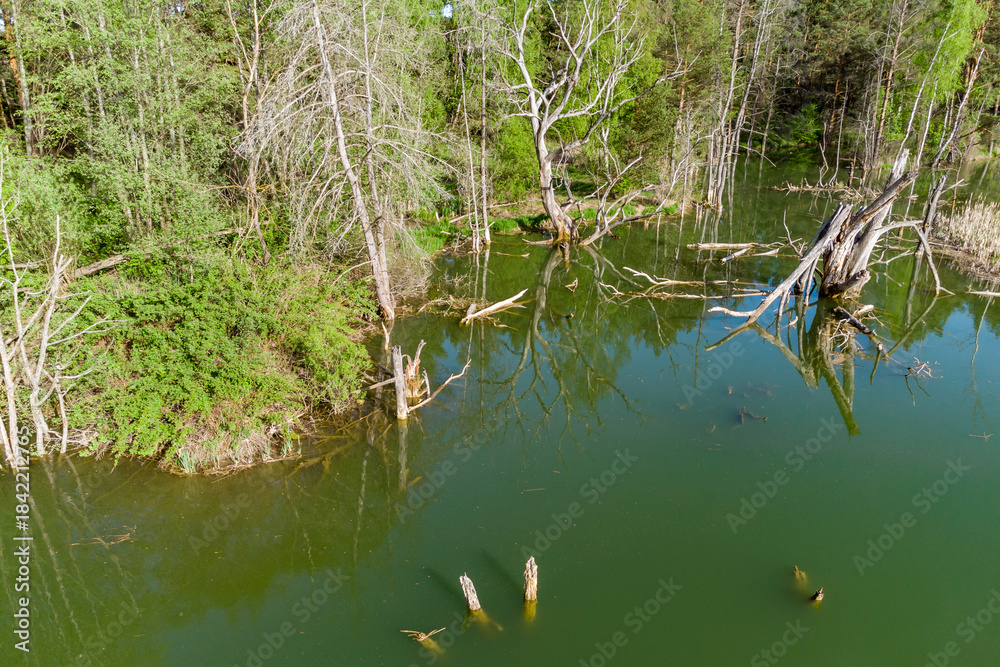 Fototapeta premium Aerial view captures an eerie green pond with submerged deadwood and surrounding vibrant spring forest reflections