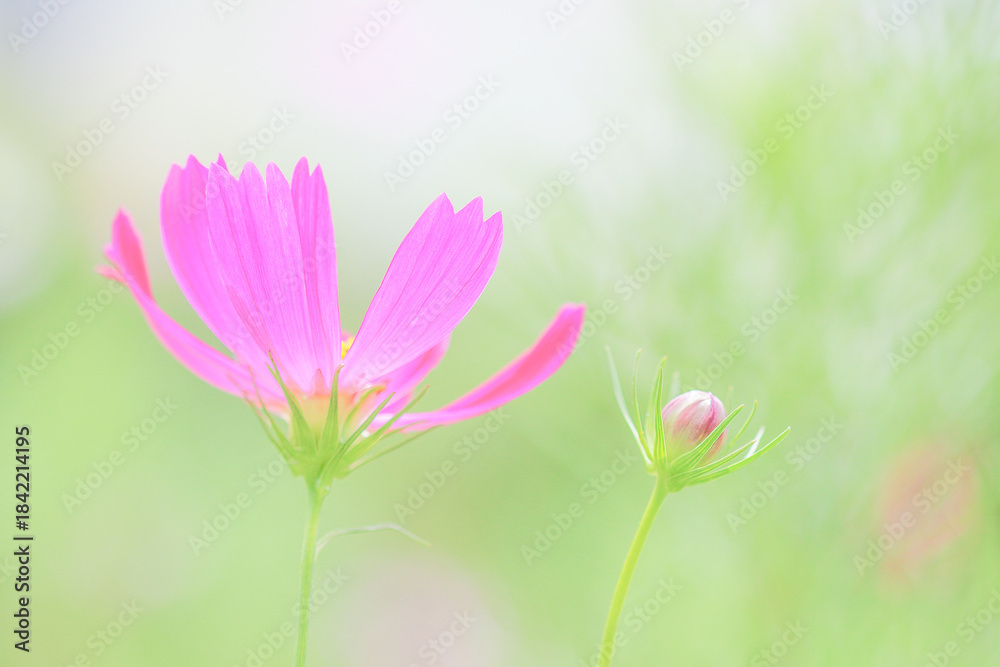 Fototapeta premium Beautiful pink cosmos flower natural blur background.