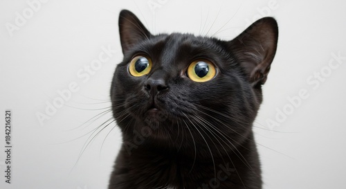 Curious black cat with striking yellow eyes gazing upward softly lit on a bright simple background. AI Generated