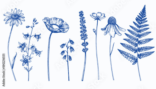 Blue botanical illustrations of various wildflowers and a fern on a white background