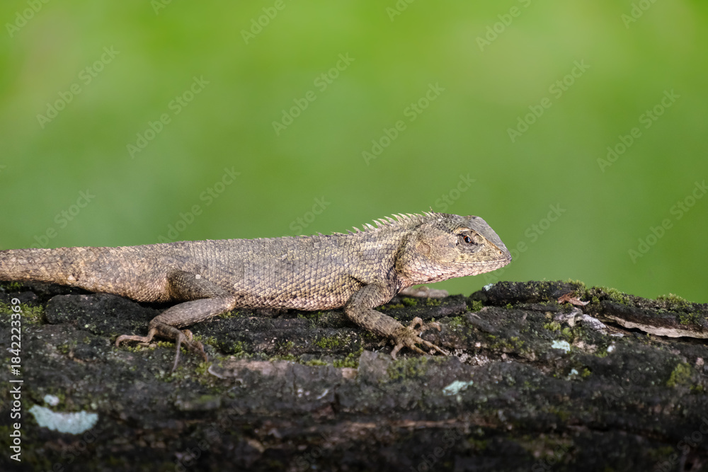 Fototapeta premium The Lizard Resting on Mossy Log in Natural Habitat showing calm wildlife behavior in a forest environment.