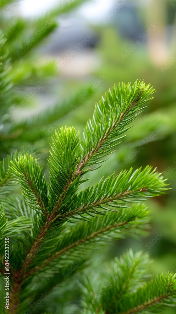 Fototapeta premium Christmas tree branches with no ornaments, lush green needles, detailed texture, bokeh blurred background