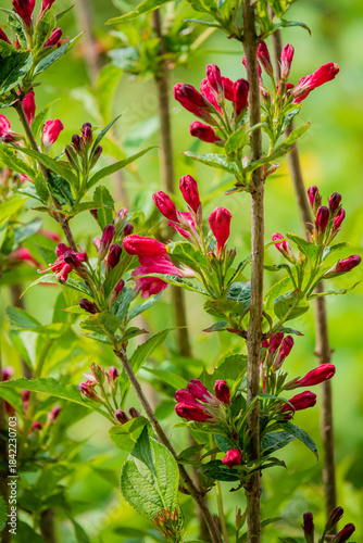 Bright red buds burst forth from green branches, showcasing nature's beauty in a peaceful garden
