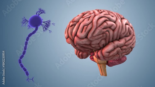 Human Brain Neuron Connections Firing Electrically