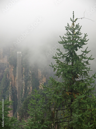 Cunninghamia lanceolata or Chinese fir tree with green cones in Zhangjiajie National Forest Park