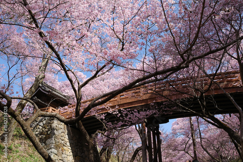 In spring season - Ina Road, Shinshu, Takato Higanzakura at Takato Castle Ruins Park - Cherry blossoms viewed from the side of the Ounkyo Bridge (blooming) / 春の信州・伊那路，高遠城址公園の高遠ヒガンザクラ～桜雲橋の横からの観桜(開花見頃)