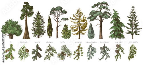 Hand drawn evergreen trees and branches