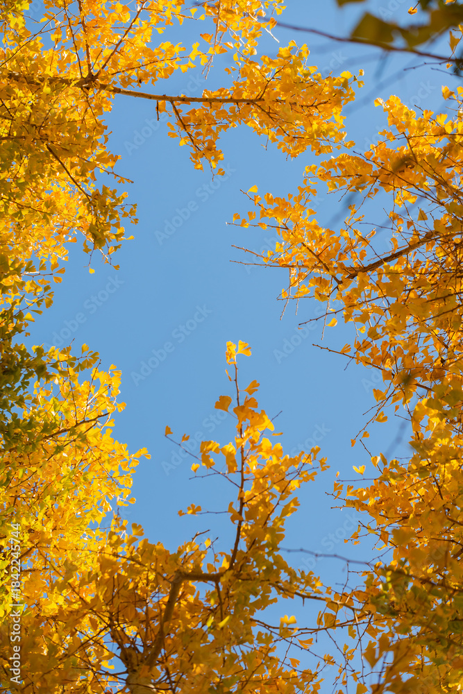 Fototapeta premium 紅葉したイチョウと青空