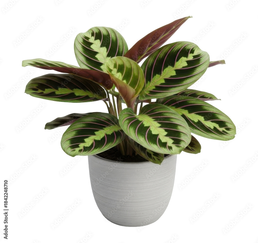 Fototapeta premium A vibrant potted prayer plant, showcasing its patterned green and red leaves, set against a white background.