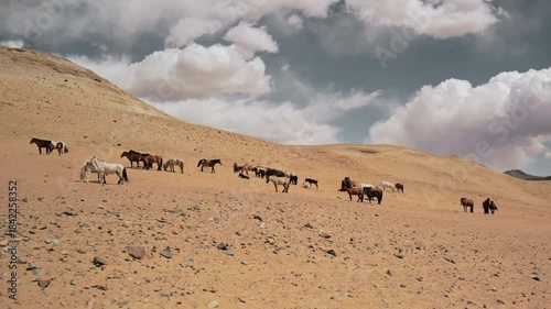 Aerial drone view of a herd of wild horses grazing on a dune slope in the Gobi Desert, Mongolia. The concept of freedom, strength, independence. Landscape of the high mountain desert