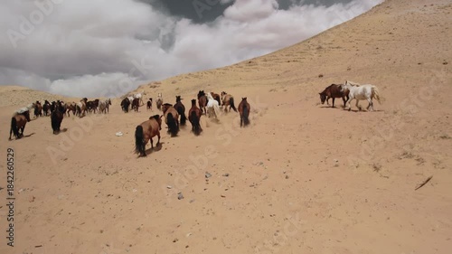 Drone aerial view of a herd of wild horses running up the slope of a high sandy dune in the Gobi Desert, Mongolia at sunny summer day. Observing the life of animals in the wild nature