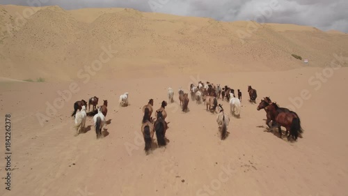 A drone footage from behind of a herd of wild horses running up a sand dune in the Gobi Desert, Mongolia. Wildlife travel, observing animals in their habitat. Highland desert landscape