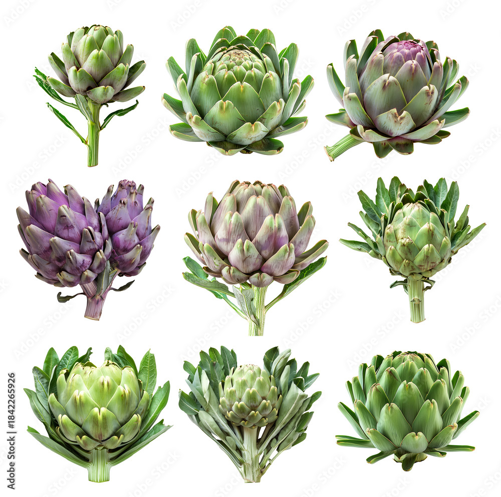 Fototapeta premium Set of Green artichoke with a purple base is isolated on a white background