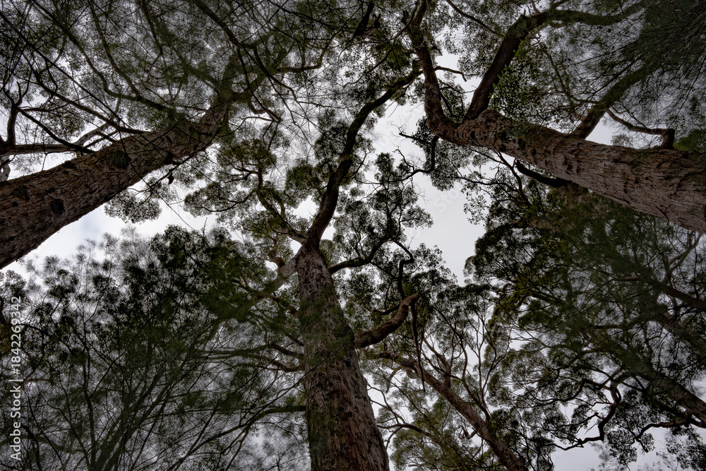 Obraz premium Margaret River in spring
