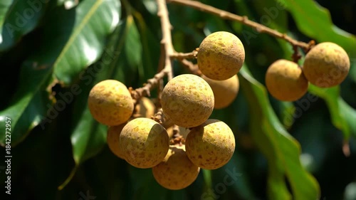 Fresh organic longan fruits hanging on a tree branch in a tropical orchard. Close-up view of ripe Dimocarpus longan clusters with green leaves under bright sunlight. Ideal for agriculture, healthy foo