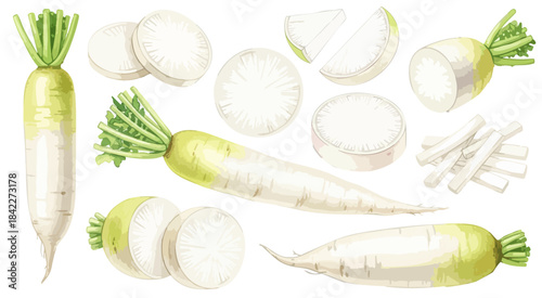 大根（だいこん）のイラストセット（カット・葉付き）,根菜,野菜,和食,水彩風,リアルイラスト