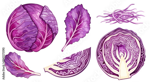 紫キャベツのイラストセット（カット・千切り）,レッドキャベツ,野菜,サラダ,水彩風,リアルイラスト