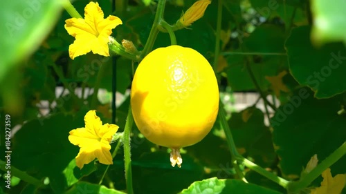 Close-up of a ripe yellow Lemon Cucumber (Cucumis sativus) hanging on a vine surrounded by green leaves and yellow flowers. Concept of organic vegetable gardening, heirloom crops, and healthy food.