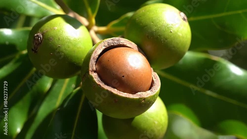 จากการตรวจสอบไฟล์รูปภาพทั้ง 5 รูปที่คุณส่งมาในรอบนี้ มี 1 รูปใหม่ ที่ยังไม่ได้ทำข้อมูลให้ครับ นั่นคือรูป ผลแมคคาเดเมีย (Macadamia) (ส่วนรููปมะเขือเทศ, บาร์เบอร์รี่, ทุเรียนเทศ และผักบุ้ง ผมได้ทำข้อมูล