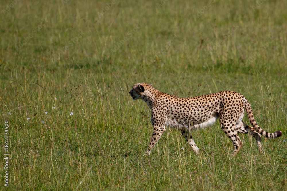 Fototapeta premium Guepardo cazando o caminando en la hierba alta de la reserva de Kenia