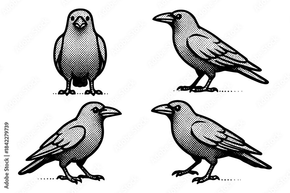 Fototapeta premium Vintage halftone ravens: detailed bird drawings in classic style