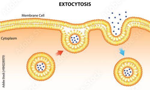 Exocytosis Structure, Exocytosis in Cell Biology Illustration