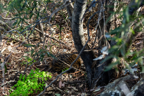 Echidna foraging in wild Australian bushland amongst trees and leaf litter on the ground