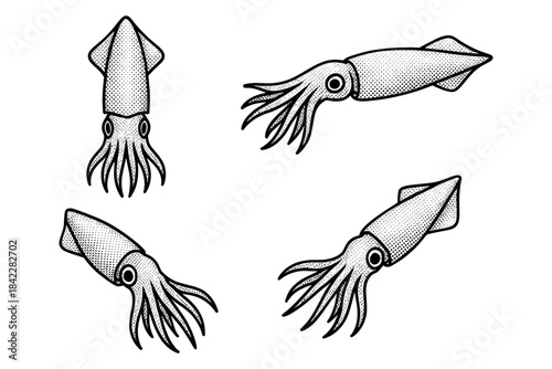 Stylized retro squid graphics with halftone design for marine themes