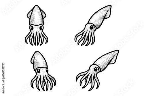 Black and white squid drawings: detailed ink art with sea life focus