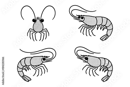 Detailed shrimp design in monochrome style with various views
