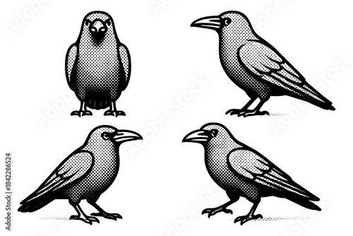 Halftone effect crow illustrations in monochrome style