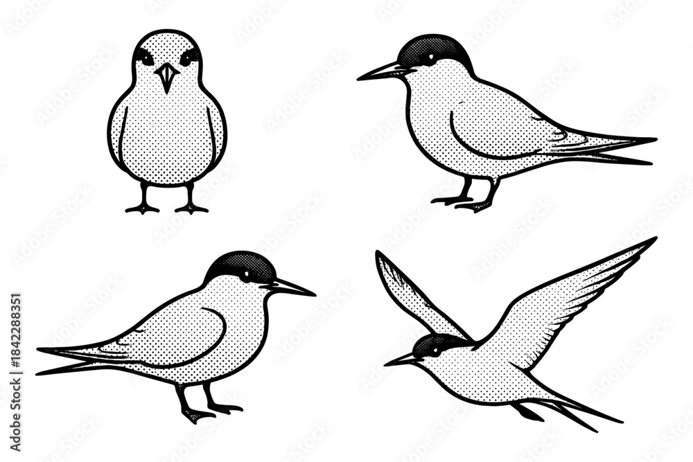 Fototapeta premium Vintage engraving of seabirds in classic halftone style