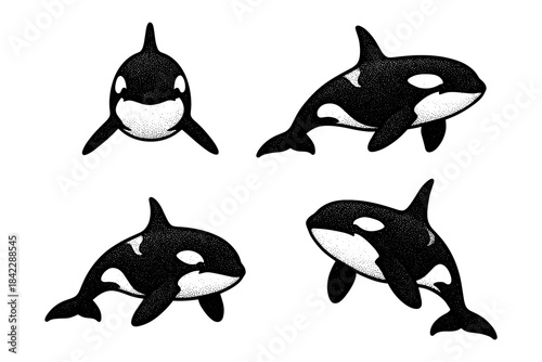 Orca whale vintage ink style set: four unique poses on white background