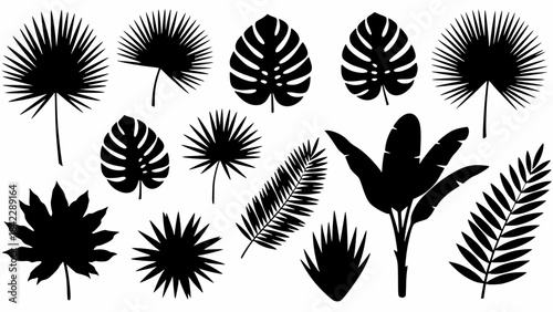 Collection of black silhouettes of various tropical leaves and exotic plants, including palm fronds, monstera, and banana leaves, on a white background.