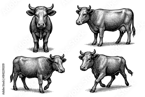 Detailed animal sketches: realistic black and white cow artwork for farm themes