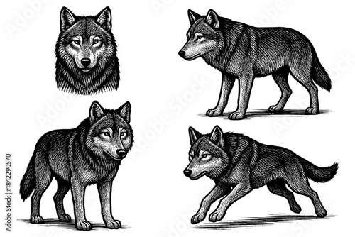 Intricate black and white wolf sketches featuring detailed textures and various poses