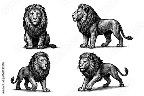 Detailed lion set in black and white ink style