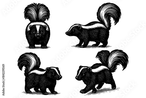 Black and white skunk designs in vintage sketch style for nature lovers