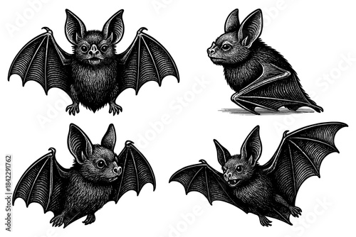 Intricate black and white bat designs featuring unique poses and details