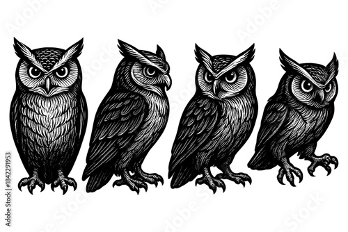 Intricately detailed owl engravings: four majestic bird designs in black and white